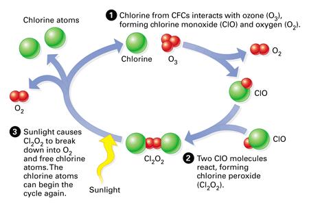units, and certain manufacturing processes. These compounds destroy ozone (Figure 36-18). Figure 36-18 Free chlorine atoms in the atmosphere react with and destroy ozone molecules.