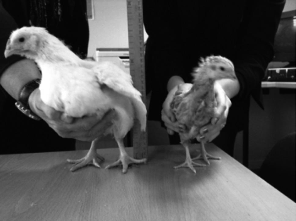 9 6 All modern chickens are originally descended from red jungle fowl. The photograph below shows two breeds of chicken. The chicken on the left has been bred for meat production (broiler).