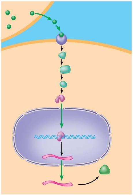 SIGNAL TRANSDUCTION PATHWAYS A series of molecular changes that convert a signal from one cell into a response from a neighboring cell EXAMPLES: Cell cycle control system How yeast identify mates