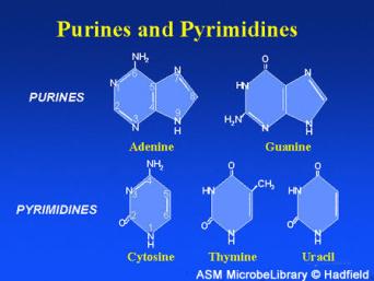 Pyrimidines (cytosine (C), thymine (T), and uracil (U)) single six membered ring Purines (adenine (A) and guanine (G)) deoxyribose six membered ring fused to a fivemembered ring Sugar in DNA ribose