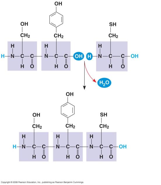 Amino Acid Polymers pep6de bonds Covalent bond between C and N linking amino acids Polypep3des range in length from a
