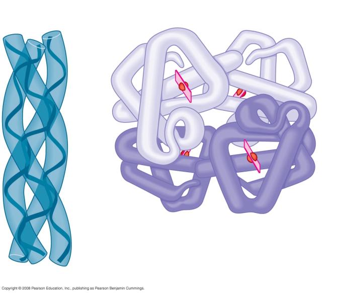 Fig. 5 21g Polypeptide chain β Chains Iron Heme Collagen α Chains Hemoglobin Fig.
