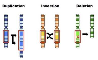 19. What is the difference between a gene mutation and a chromosomal mutation? Which do you think has the potential of being the most harmful?