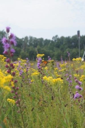 Long-term field experiment: NSF-LTER Cedar Creek 2 C4 grasses: Andropogon gerardii