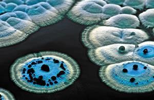 Streptomyces: *Gram positive, filamentous saprophytes *Ubiquitous in