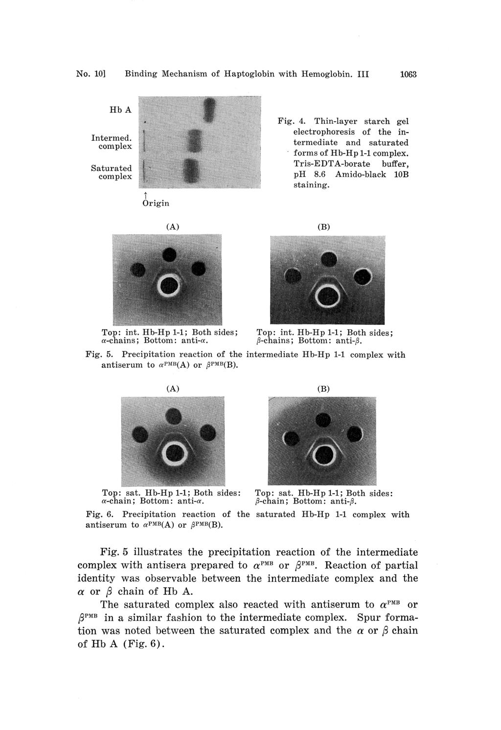 No. 101 Binding Mechanism of Haptoglobin with Hemoglobin. III 1063 Fig. 4. Thin-layer starch gel electrophoresis of the intermediate and saturated forms of Hb-Hp 1-1 complex.