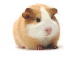 Guinea Pig Therapeutic Study Design Group N Vaccine pdna FL-gD in the right leg 300 µg gd/ul46/ul47 + Vaxfectin 14 UL46/UL47 in the left leg 150 µg/150 µg UL46/UL47 + Vaxfectin 14 UL46/UL47 in the