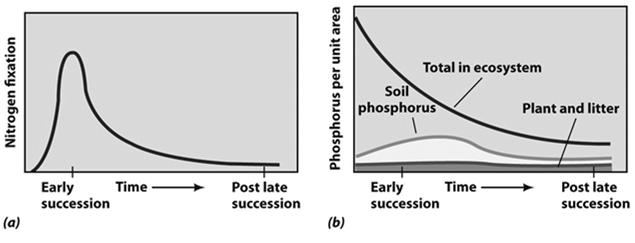 Succession and Chemical Cycling As general rule, the greater the volume of soil and the greater the % of organic matter in the soil, the more chemical elements will be retained.