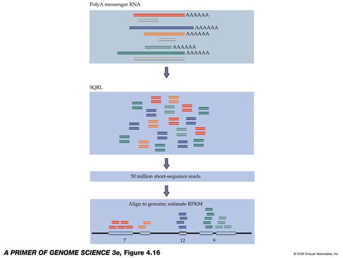 RNA-Seq: sequencing 200 bp random