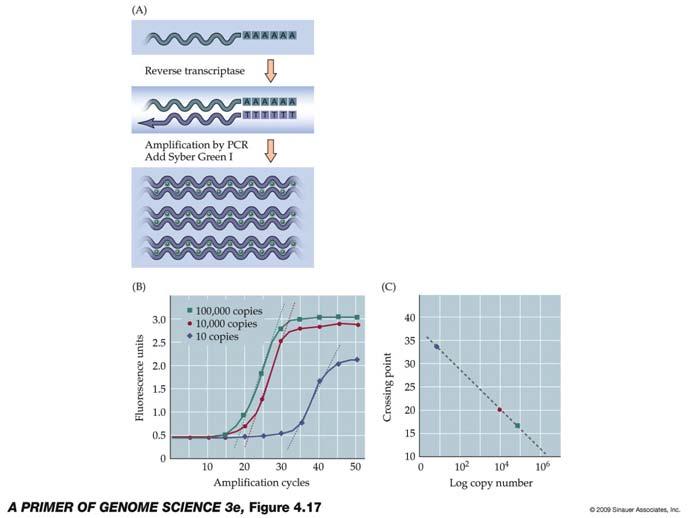Figure 4.17 Quantitative RT- PCR Gene expression analysis From EST clusters to spotted cdna microarrays Long vs. short oligonucleotide microarrays vs.