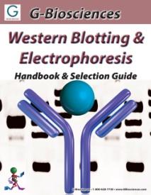 RELATED PRODUCTS Download our Western Blotting Handbook. http://info.