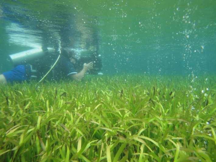 of protective phenolics in seagrasses with