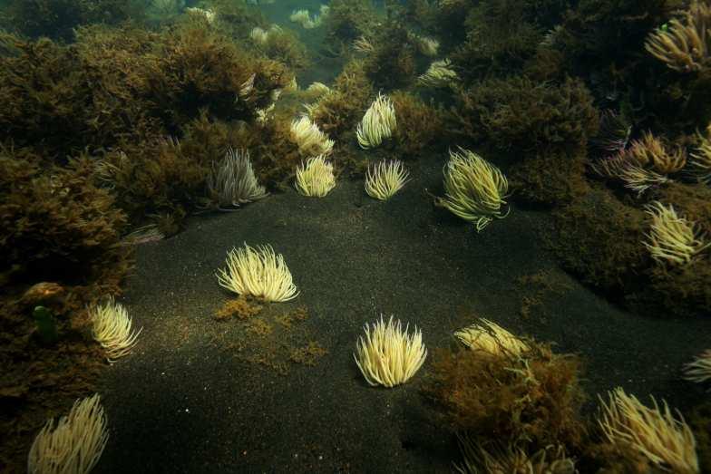 seaweed production increases and sea anemones