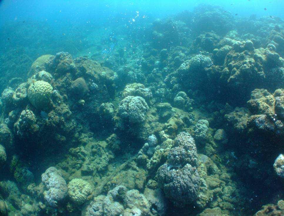 Papua New Guinea: Similar Findings at CO 2 Seeps