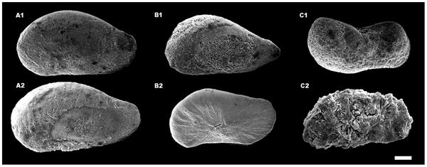 Adverse Effects of Ocean Acidification on Early Development of Squid SEM images of paralarval statoliths Reduced mantle length, hatching time and statolith surface area statolith malformation