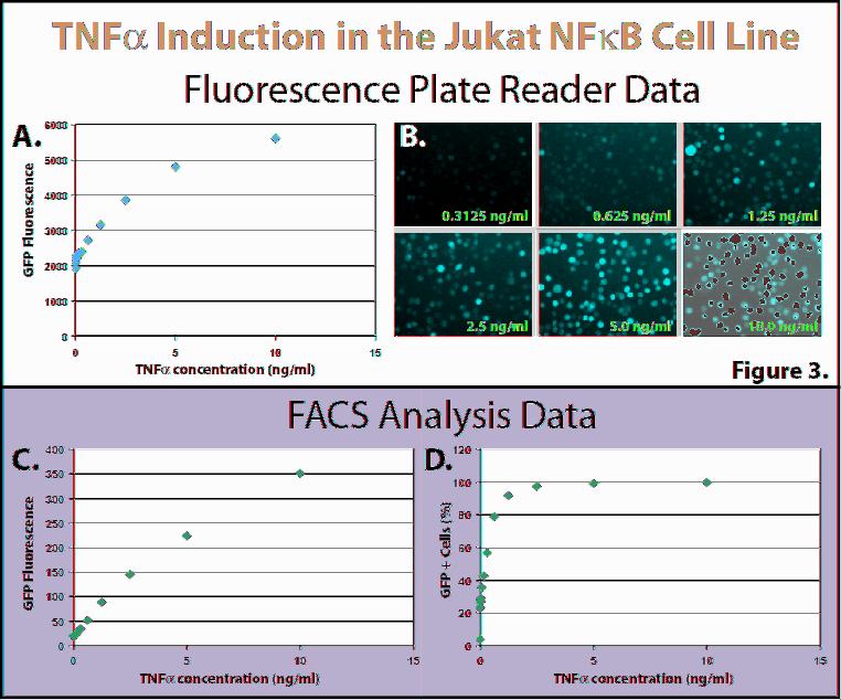 NF-κB/Jurkat/GFP Reporter Cell Line Utilization of the GFP reporter gene allows the researcher to detect NF-κB activation by fluorescence microscopy, and offers the advantage of allowing for