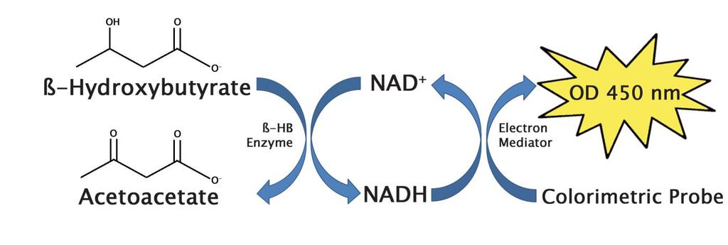 Related Products Figure 1. β-hydroxybutyrate (Ketone Body) Assay Principle. 1. MET-5014: NAD + /NADH Assay Kit 2. MET-5018: NADP + /NADPH Assay Kit 3. MET-5052: Human Adiponectin ELISA Kit 4.