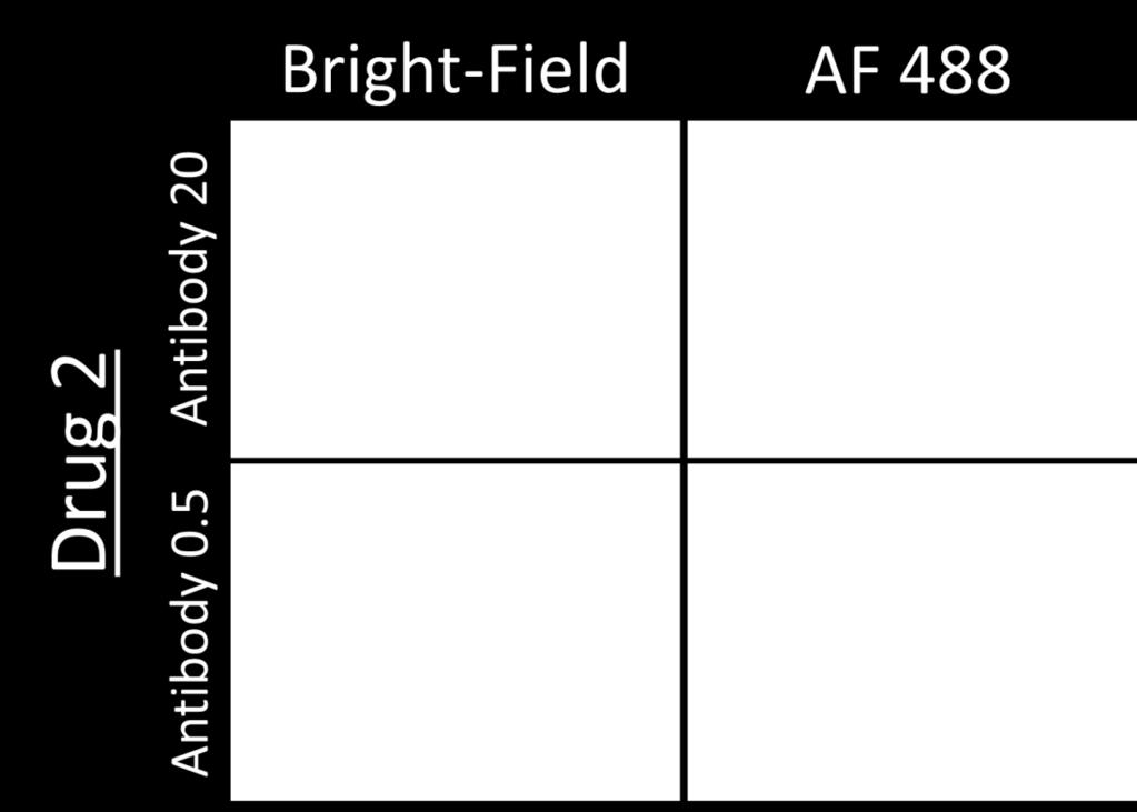 2. Celigo-captured Alexa Fluor 488 fluorescent images for suspension cells Bright field