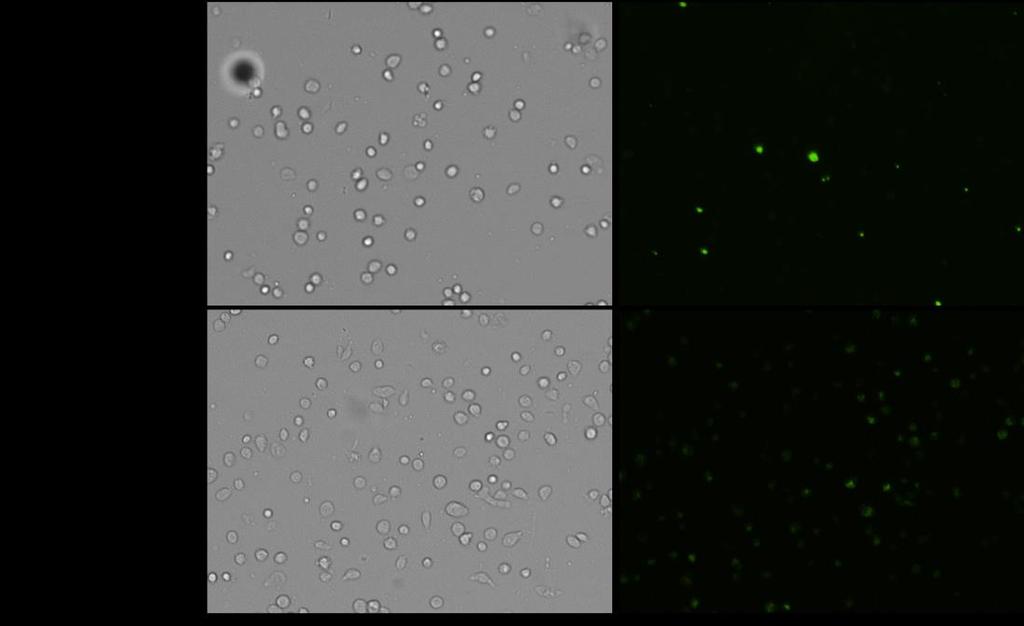 Representative images of cells incubated with Drug 2 and 1 at a high (20) and low (0.