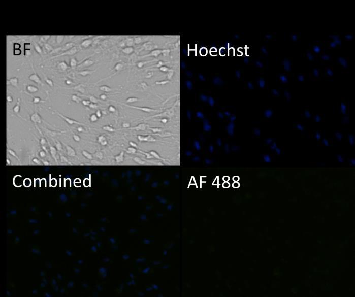 4. Celigo-captured Alexa Fluor 488 fluorescent images for