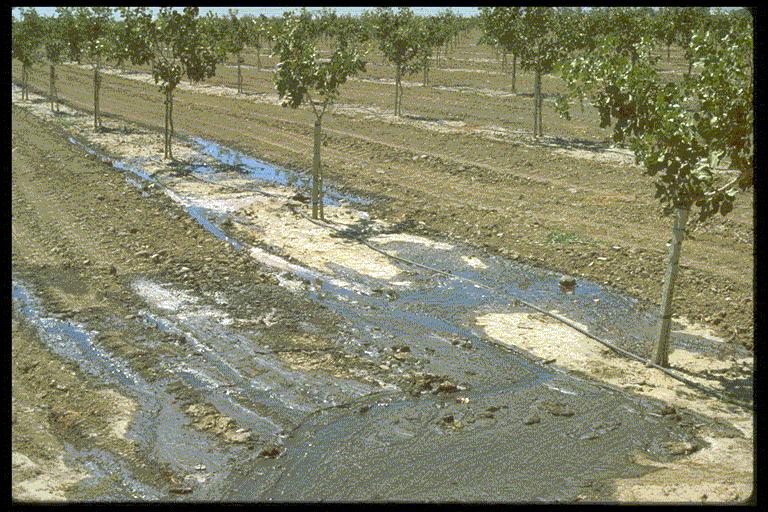 Physical Soil Quality Rearrangement of Soil Particles A. Structural Crust Surface run-off and ponding indicating poor infiltration is common where very pure, low-salt irrigation water is used.