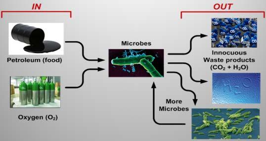 Aerobic Biodegradation Basics Microorganisms (bugs) are Everywhere!