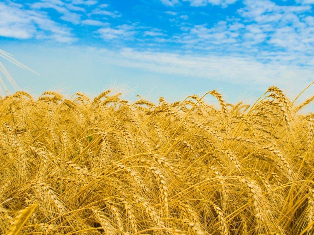 Review of Ukrainian Grain Statistics Statistics of Food Grain Stocks in Ukraine O.