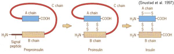 The native conformation of insulin is NOT the one with the lowest free energy Enzymes convert preproinsulin into insulin: 1.