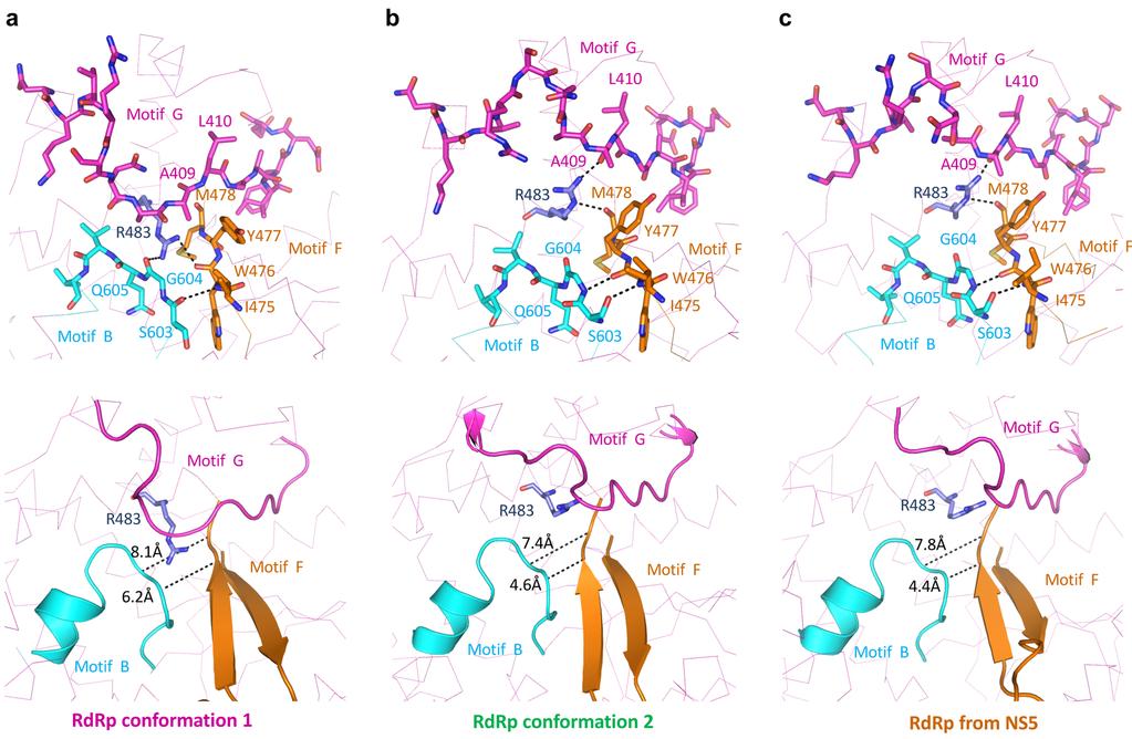 Supplementary Figure 8. Conformation of the ZIKV RdRp in the absence of the MT. (a) Motifs in RdRp conformation 1. (b) Motifs in RdRp conformation 2. (c) Motifs in the full-length NS5.