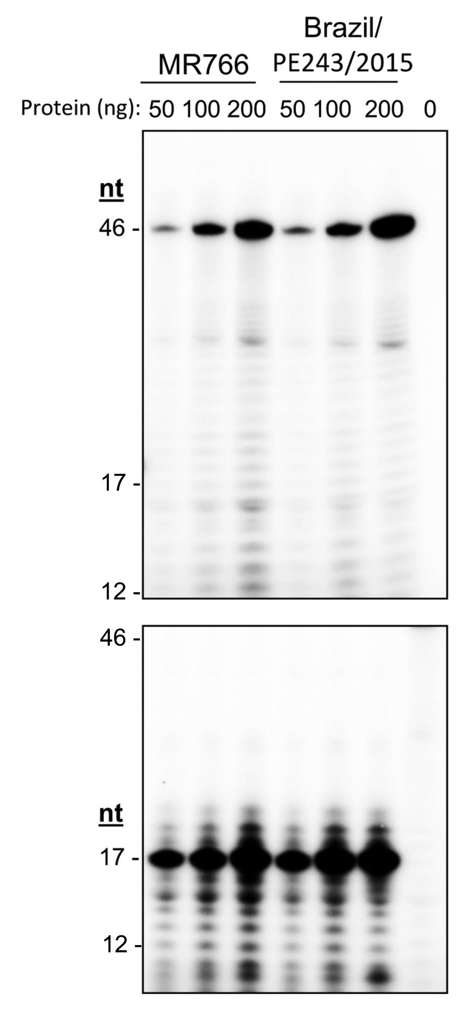 Supplementary Figure 9. Uncropped images of the primer extension and de novo-initiated RNA products synthesized by the NS5 proteins MR766 and Brazil/PE242/2015.