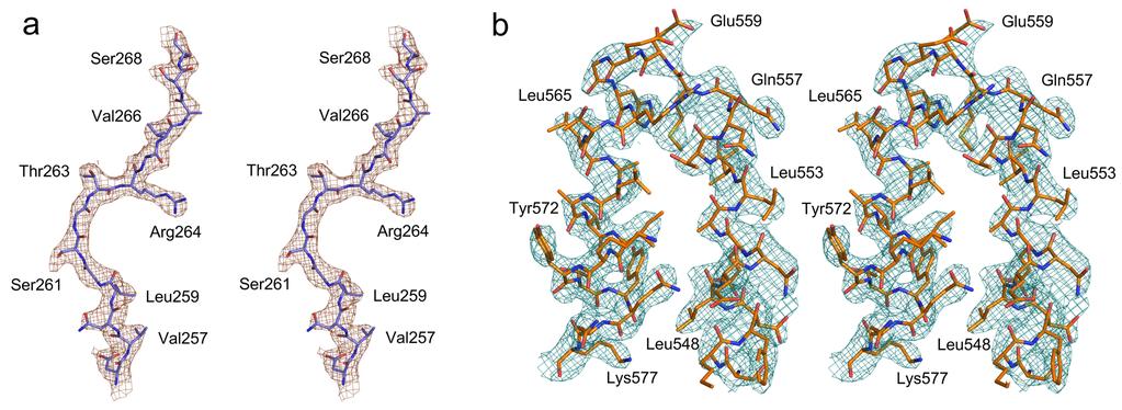 Supplementary Figure 2. Stereo view of representative electron density maps of full-length ZIKV RdRp and the catalytic domain of the protein.