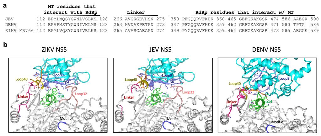 Supplementary Figure 3. The interactions between the MT and RdRp domains in ZIKV, JEV and DENV. (a) Sequence alignment of the residues involved in the interactions in ZIKV, JEV and DENV.