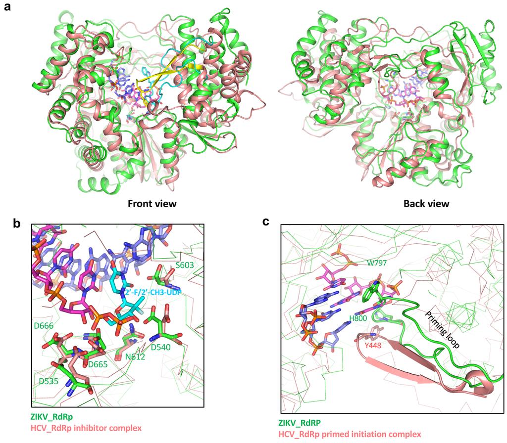 Supplementary Figure 4. Comparisons of the structures of the ZIKV NS5 RdRp with the HCV RdRp/RNA complex.