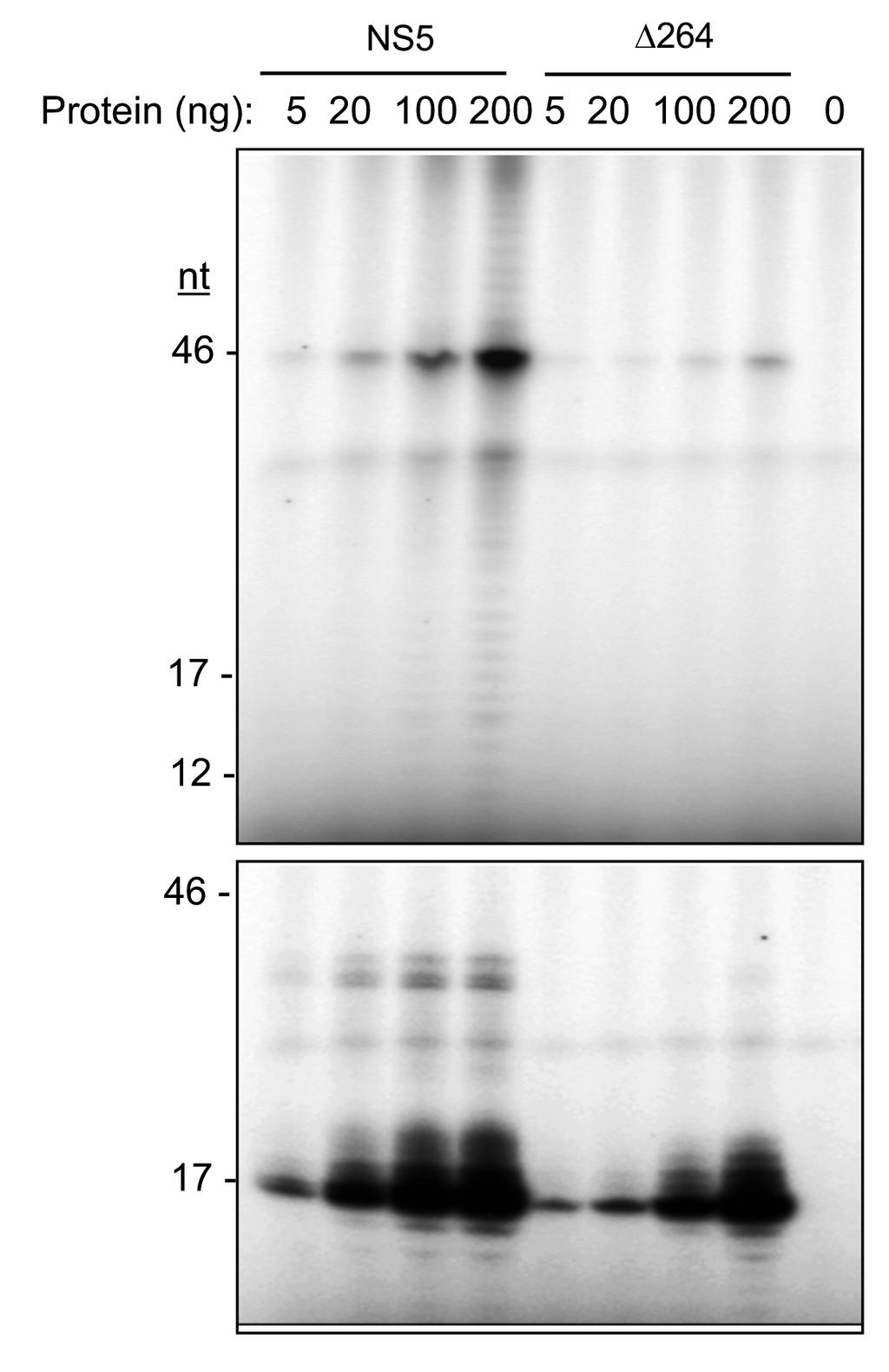 Supplementary Figure 6. Uncropped images of the primer extension and de novo-initiated RNA products made by full-length ZIKV NS5 and Δ264. The D264 protein that lacks the methyltransferase domain.