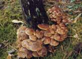 fan-shaped fungus growing under the