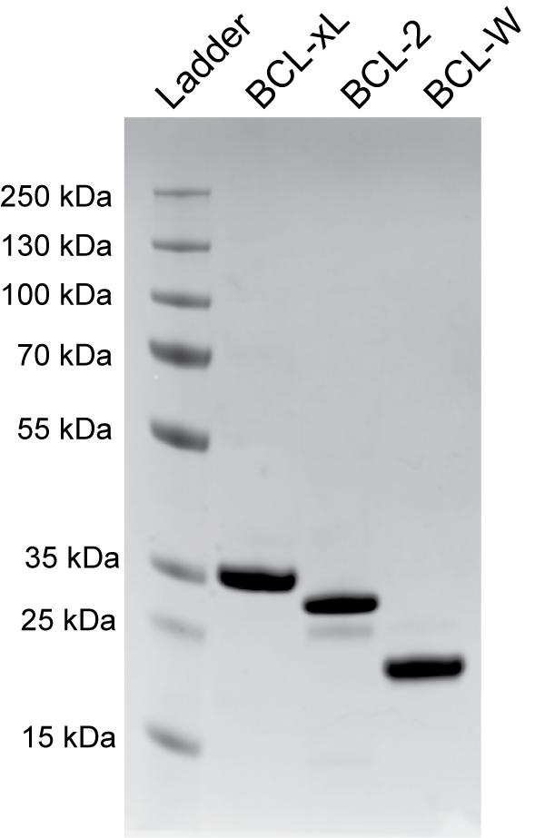 luciferase activity data from Figure 3c (left axis). The measured AbCID-activation concentration range was lower and exclusive from the toxicity concentration range.