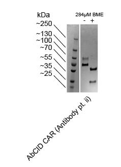 Supplementary Figure 14 SDS-PAGE analysis of the bispecific antibody expressed and utilized in this study.