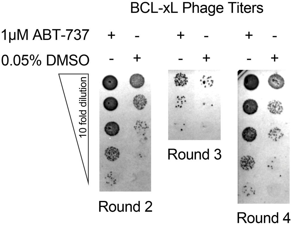 Supplementary Figure 2 Representative titers of phage libraries from Rounds 2 through 4 of Fab-phage selections against BCL-xL bound to ABT-737.