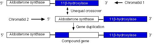 However, this new gene carries inappropriate promoters at its 5' end (acquired from the 11-beta hydroxylase gene) that cause it to be expressed more strongly than the normal gene.