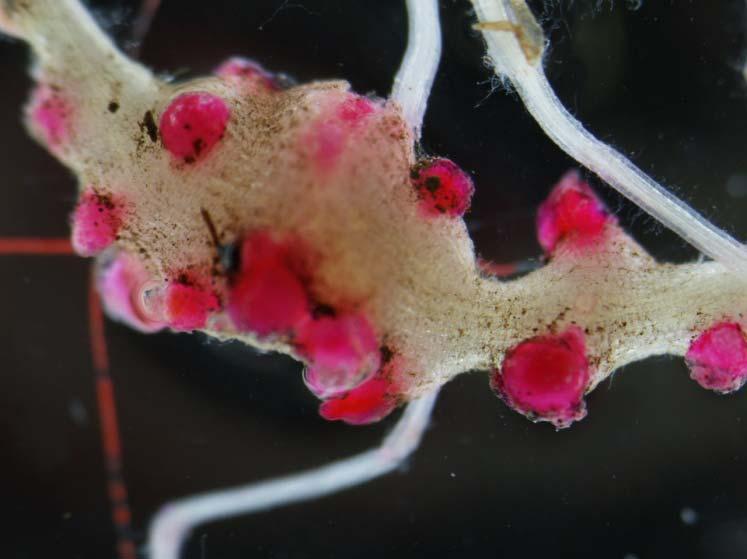 Egg capsules stained