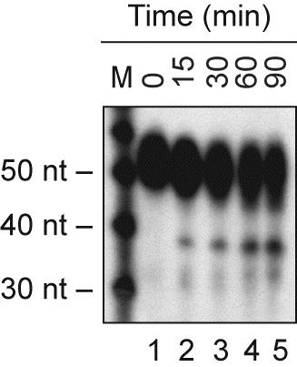 Supplementary Figure 6. Megakaryocytes are functionally competent in RNA silencing.