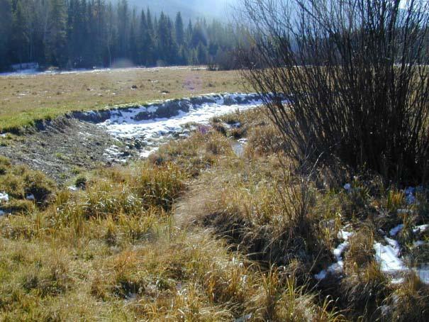 During extremely dry years, sedge meadows can provide a forage buffer to droughty upland range.