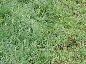 Cool-Season Grasses Early spring 80-120 lbs/a Late Spring (Optional)