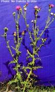 Biennial weeds (bull thistle, plumeless thistle, musk thistle) 1 st
