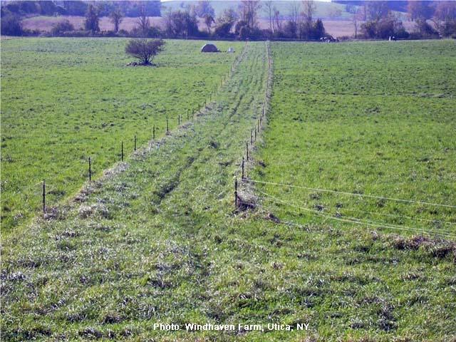 Grazing Management A successful way to maintain and