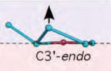 C2 -endo and ~6 Å for C3 -endo).