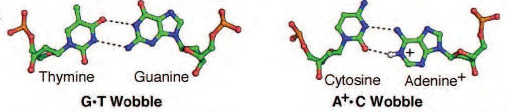 Non-standard base pairs Wobble and mismatched base pairs still use the Watson-Crick edges for hydrogen bonding.