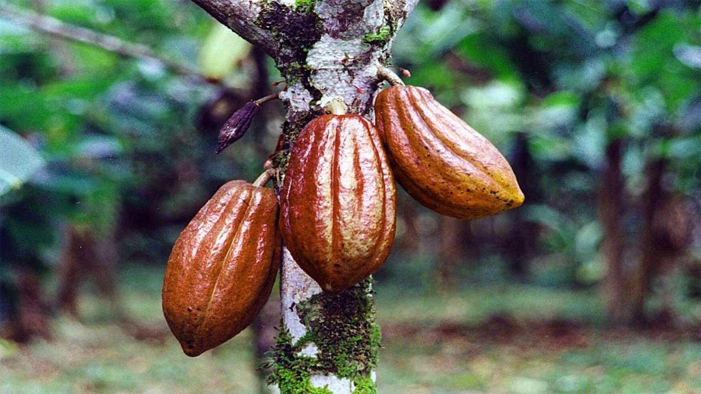 INTRODUCTION Cocoa is a multibillion dollar global industry, with a complex and sophisticated supply chain.