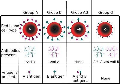 Table of blood grouping information An example of a genetic cross involving blood grouping alleles Parent Phenotypes Blood Group AB X Blood Group A Parent