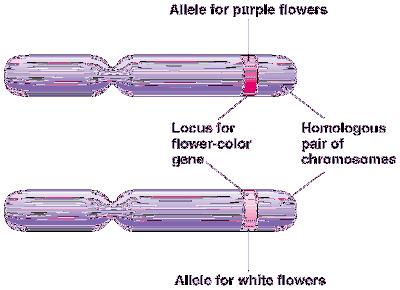 white flower color alleles different alleles vary in the sequence of nucleotides